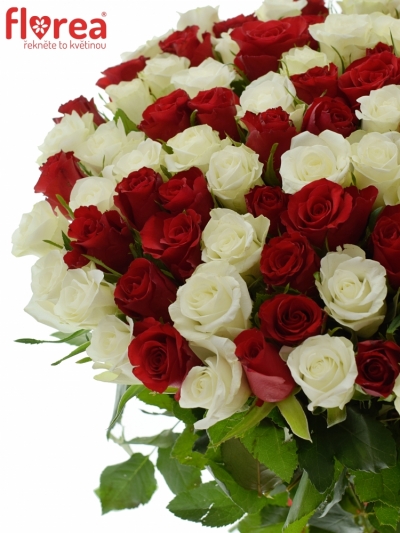 Kytice 100 míchaných růží - 50 bílých a padesát rudých růží