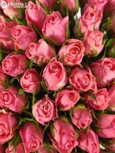 Kytice 100 růžových růží Ace pink