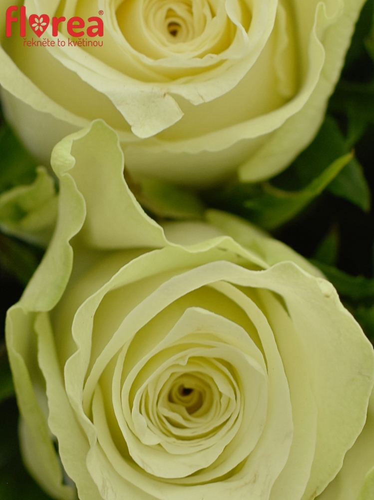 Bílé růže Athena